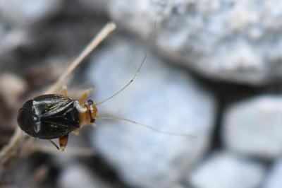 <i>Halticus luteicollis</i>