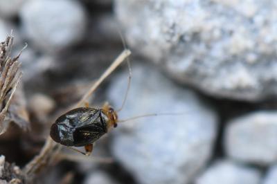 <i>Halticus luteicollis</i>
