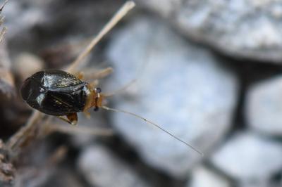 <i>Halticus luteicollis</i>