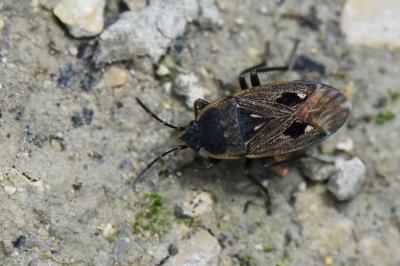 <i>Graptopeltus lynceus</i>