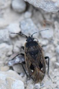 <i>Graptopeltus lynceus</i>