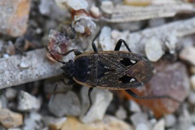 <i>Graptopeltus lynceus</i>