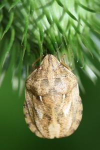 <i>Eurygaster maura</i>