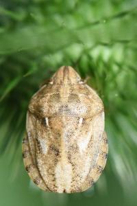 <i>Eurygaster maura</i>
