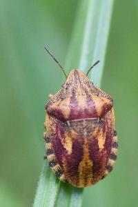 <i>Eurygaster maura</i>