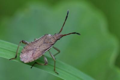 <i>Ceraleptus lividus</i>