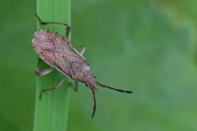 <i>Ceraleptus lividus</i>