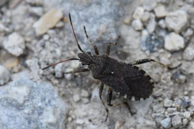 <i>Ceraleptus gracilicornis</i>