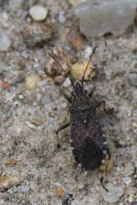 <i>Ceraleptus gracilicornis</i>