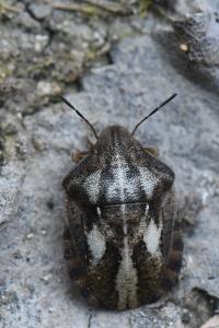 <i>Eurygaster testudinaria</i>