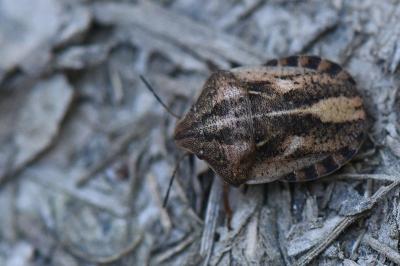 <i>Eurygaster testudinaria</i>