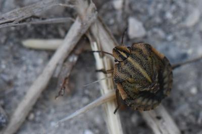 <i>Graphosoma italicum</i>