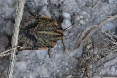 <i>Graphosoma italicum</i>