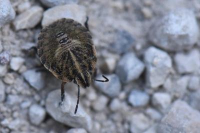 <i>Graphosoma italicum</i>