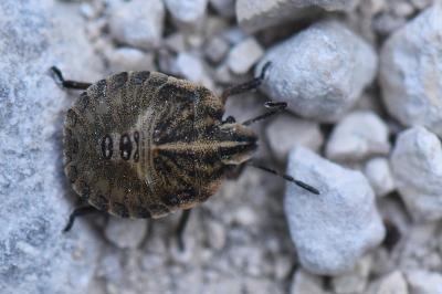 <i>Graphosoma italicum</i>