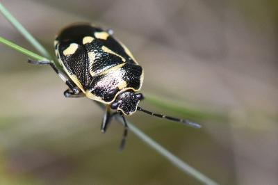 Eurydema oleracea