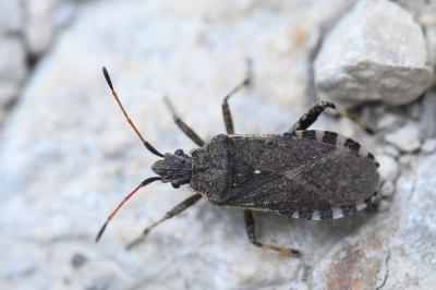 <i>Ceraleptus gracilicornis</i>