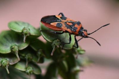 <i>Corizus hyoscyami</i>