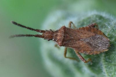 <i>Coriomeris denticulatus</i>