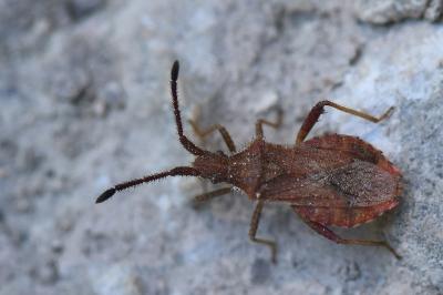 <i>Coriomeris denticulatus</i>
