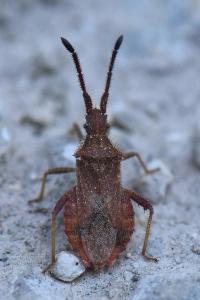 <i>Coriomeris denticulatus</i>