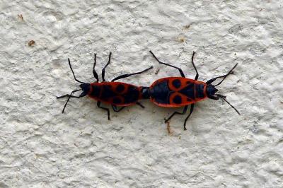 <i>Pyrrhocoris apterus</i>