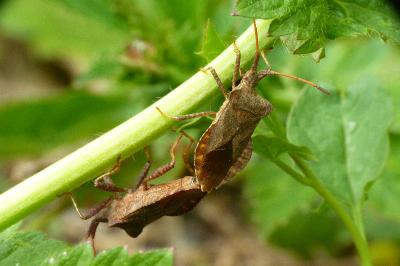 Coreus marginatus