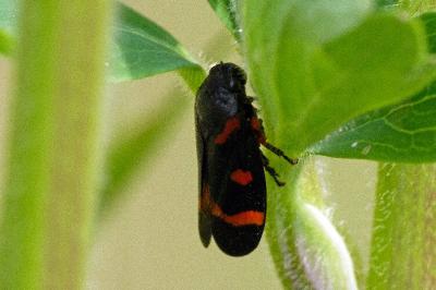 <i>Cercopis intermedia</i>