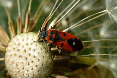 <i>Melanocoryphus albomaculatus</i>