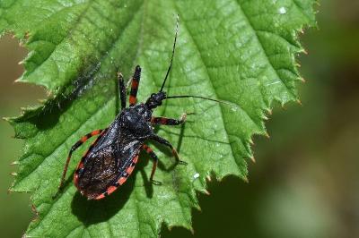 <i>Rhynocoris annulatus</i>