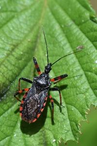<i>Rhynocoris annulatus</i>