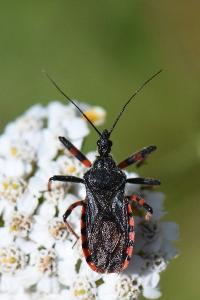 <i>Rhynocoris annulatus</i>