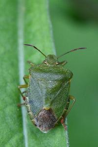 <i>Palomena prasina</i>