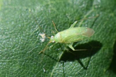 <i>Orthotylus</i>