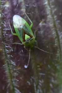 <i>Orthops campestris</i>