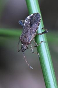 <i>Ceraleptus gracilicornis</i>
