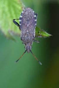 <i>Ceraleptus gracilicornis</i>