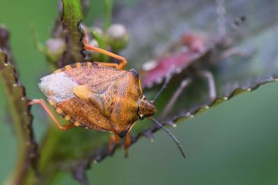 Carpocoris purpureipennis
