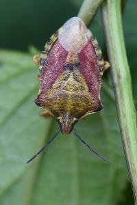 <i>Carpocoris purpureipennis</i>