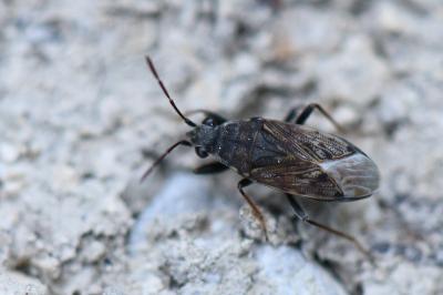 <i>Peritrechus gracilicornis</i>