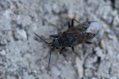 <i>Peritrechus gracilicornis</i>