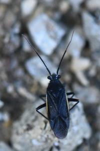 <i>Capsodes gothicus</i>