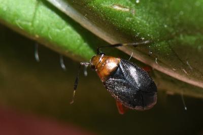 <i>Capsus ater</i>