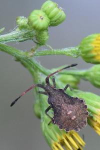 <i>Enoplops scapha</i>