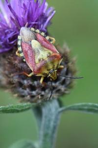 <i>Carpocoris purpureipennis</i>