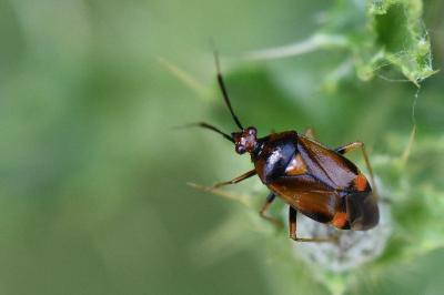 <i>Deraeocoris ruber</i>