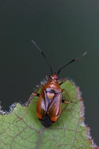 <i>Deraeocoris ruber</i>