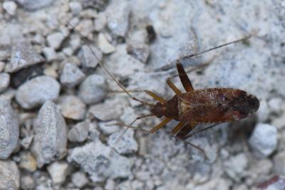 <i>Phytocoris</i>