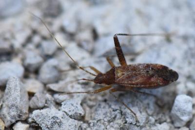 <i>Phytocoris</i>