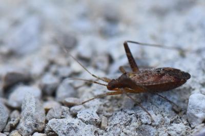 <i>Phytocoris</i>